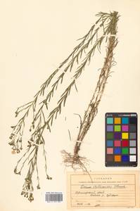 Linum stelleroides Planch., Siberia, Russian Far East (S6) (Russia)
