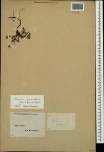 Fumana procumbens (Dunal) Gren. & Godr., Crimea (KRYM) (Russia)