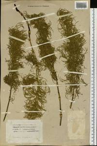 Equisetum sylvaticum L., Siberia, Altai & Sayany Mountains (S2) (Russia)
