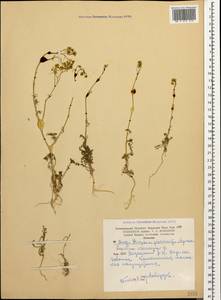 Lepidium vesicarium L., Caucasus, Armenia (K5) (Armenia)