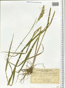 Phalaris arundinacea L., Siberia, Central Siberia (S3) (Russia)