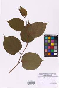 Reynoutria japonica Houtt., Eastern Europe, Central forest-and-steppe region (E6) (Russia)