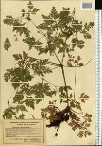 Geranium robertianum L., Eastern Europe, Middle Volga region (E8) (Russia)
