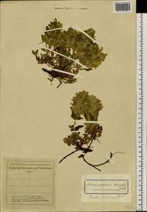 Dracocephalum fragile Turcz. ex Benth., Siberia, Altai & Sayany Mountains (S2) (Russia)