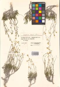 Lepidium lyratum L., Eastern Europe, Eastern region (E10) (Russia)