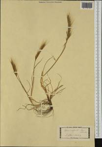 Vulpia fasciculata (Forssk.) Samp., Western Europe (EUR) (Italy)