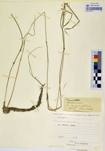 MAG 0003169, Sparganium angustifolium Michx., Siberia, Chukotka & Kamchatka (S7) (Russia)