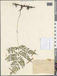 Cystopteris sudetica A.Braun & Milde, Caucasus, Stavropol Krai, Karachay-Cherkessia & Kabardino-Balkaria (K1b) (Russia)