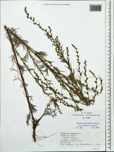 Artemisia marschalliana Spreng., Eastern Europe, Central region (E4) (Russia)