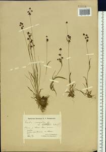 Luzula sudetica (Willd.) Schult., Siberia, Chukotka & Kamchatka (S7) (Russia)