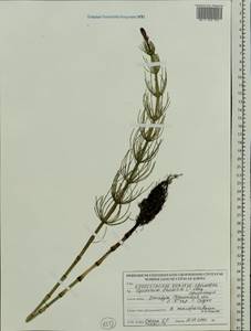 Equisetum fluviatile L., Eastern Europe, Belarus (E3a) (Belarus)