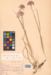 Allium maximowiczii Regel, Siberia, Russian Far East (S6) (Russia)