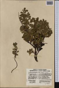 Arctostaphylos uva-ursi (L.) Spreng., Siberia, Russian Far East (S6) (Russia)