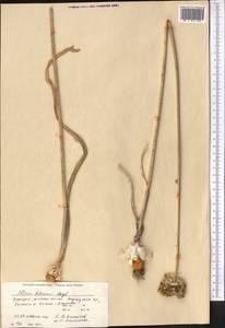 Allium fetisowii Regel, Middle Asia, Northern & Central Tian Shan (M4) (Kyrgyzstan)