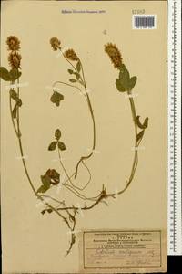 Trifolium ambiguum M.Bieb., Caucasus, Azerbaijan (K6) (Azerbaijan)