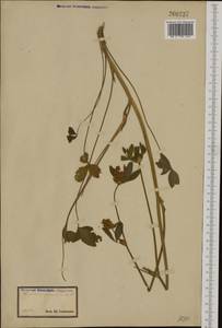 Trifolium pannonicum Jacq., Western Europe (EUR) (Austria)