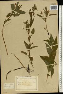 Viola elatior Fr., Eastern Europe, Central forest-and-steppe region (E6) (Russia)