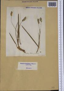 Rostraria cristata (L.) Tzvelev, Western Europe (EUR) (Italy)