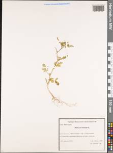 Hibiscus trionum L., Caucasus, Krasnodar Krai & Adygea (K1a) (Russia)