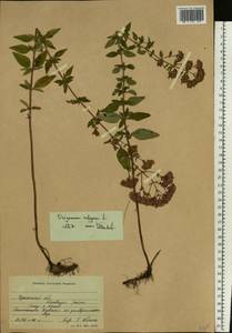 Origanum vulgare L., Eastern Europe, South Ukrainian region (E12) (Ukraine)