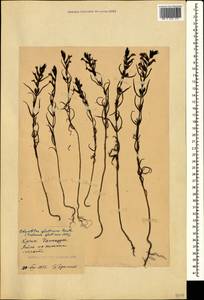 Macrosyringion glutinosum (M. Bieb.) Rothm., Crimea (KRYM) (Russia)