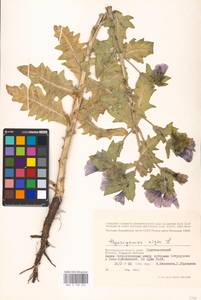 MHA 0 158 622, Hyoscyamus niger L., Eastern Europe, Lower Volga region (E9) (Russia)