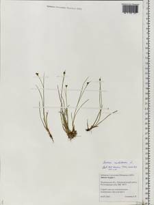 Juncus alpinoarticulatus subsp. rariflorus (Hartm.) Holub, Eastern Europe, Northern region (E1) (Russia)