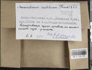 Bucklandiella sudetica (Funck) Bedn.-Ochyra & Ochyra, Bryophytes, Bryophytes - Western Siberia (including Altai) (B15) (Russia)