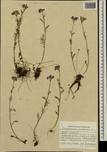 Cardamine pratensis L., Mongolia (MONG) (Mongolia)