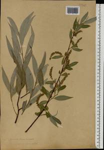 Salix alba L., Eastern Europe, Central forest-and-steppe region (E6) (Russia)