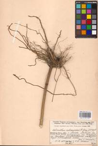 Helianthus tuberosus L., Eastern Europe, Moscow region (E4a) (Russia)