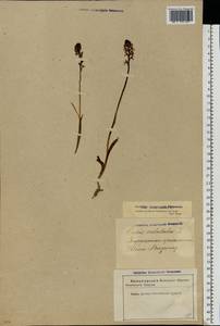 Neotinea ustulata (L.) R.M.Bateman, Pridgeon & M.W.Chase, Eastern Europe, Estonia (E2c) (Estonia)
