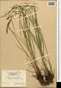 Carex dacica Heuff., Caucasus, South Ossetia (K4b) (South Ossetia)