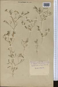 Psammogeton capillifolium (Regel & Schmalh.) Mousavi, Mozaff. & Zarre, Middle Asia, Syr-Darian deserts & Kyzylkum (M7) (Uzbekistan)