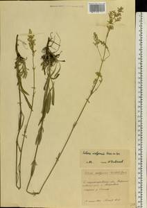 Silene wolgensis (Hornem.) Otth, Eastern Europe, South Ukrainian region (E12) (Ukraine)