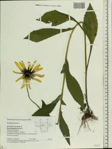 Rudbeckia hirta L., Eastern Europe, Central region (E4) (Russia)