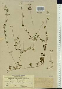 Linnaea borealis L., Siberia, Chukotka & Kamchatka (S7) (Russia)