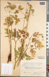 Anthriscus sylvestris (L.) Hoffm., Eastern Europe, North Ukrainian region (E11) (Ukraine)