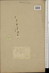Senecio glaucus subsp. coronopifolius (Maire) C. Alexander, Caucasus, Turkish Caucasus (NE Turkey) (K7) (Turkey)