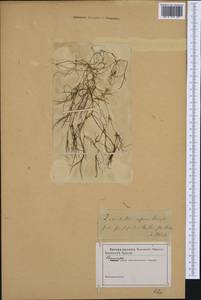 Zannichellia palustris L., Western Europe (EUR) (Not classified)