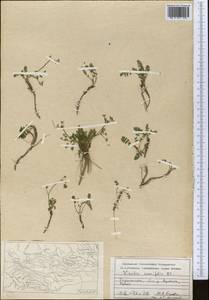 Vicatia coniifolia Wall. ex DC., Middle Asia, Pamir & Pamiro-Alai (M2) (Tajikistan)