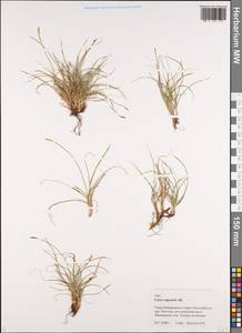 Carex rupestris All., Siberia, Russian Far East (S6) (Russia)