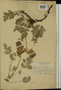 Hedysarum argyrophyllum Ledeb., Eastern Europe, Eastern region (E10) (Russia)