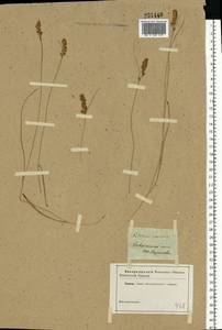 Blysmus compressus (L.) Panz. ex Link, Eastern Europe, North Ukrainian region (E11) (Ukraine)