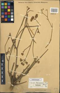 Seseli eriocephalum (Pall. ex Spreng.) Schischk., Middle Asia, Dzungarian Alatau & Tarbagatai (M5) (Kazakhstan)