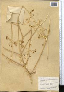 Ferula tuberifera Korovin, Middle Asia, Pamir & Pamiro-Alai (M2) (Uzbekistan)