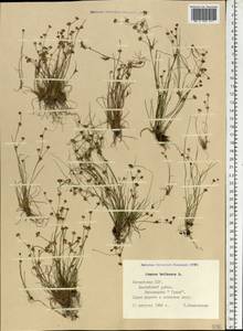 Juncus bulbosus L., Eastern Europe, Latvia (E2b) (Latvia)