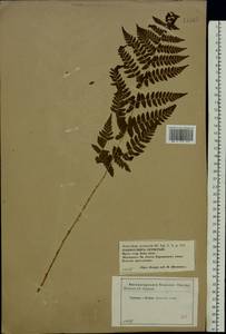 Dryopteris carthusiana (Vill.) H. P. Fuchs, Eastern Europe, Western region (E3) (Russia)