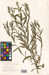 Rhaponticum repens (L.) Hidalgo, Eastern Europe, Moscow region (E4a) (Russia)