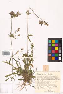 Silene aprica Turcz. ex Fisch. & C. A. Mey., Siberia, Russian Far East (S6) (Russia)